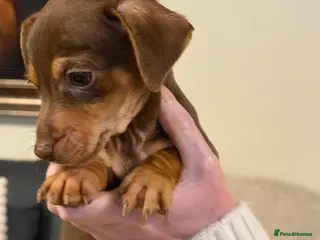 Jack Russell dogs Miniature Rare Coloured JR babies - Advert 2