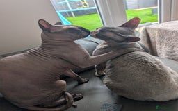 Sphynx cats for sale: Sphynx kittens - Image 33