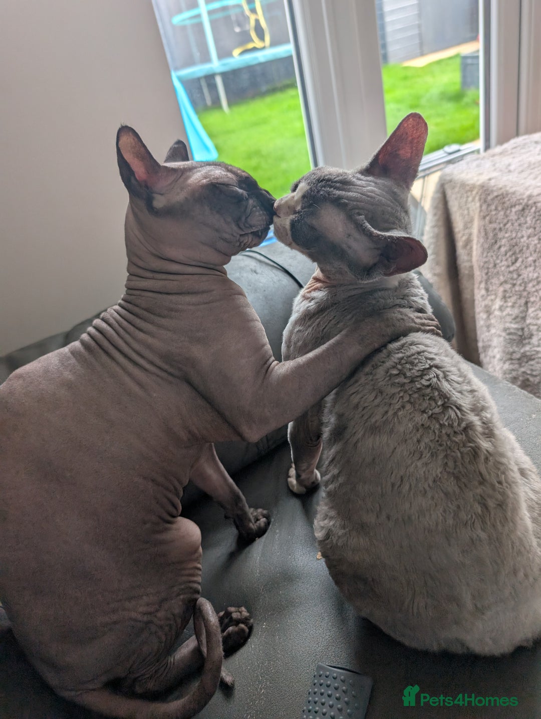 Sphynx cats for sale: Sphynx kittens - Image 33