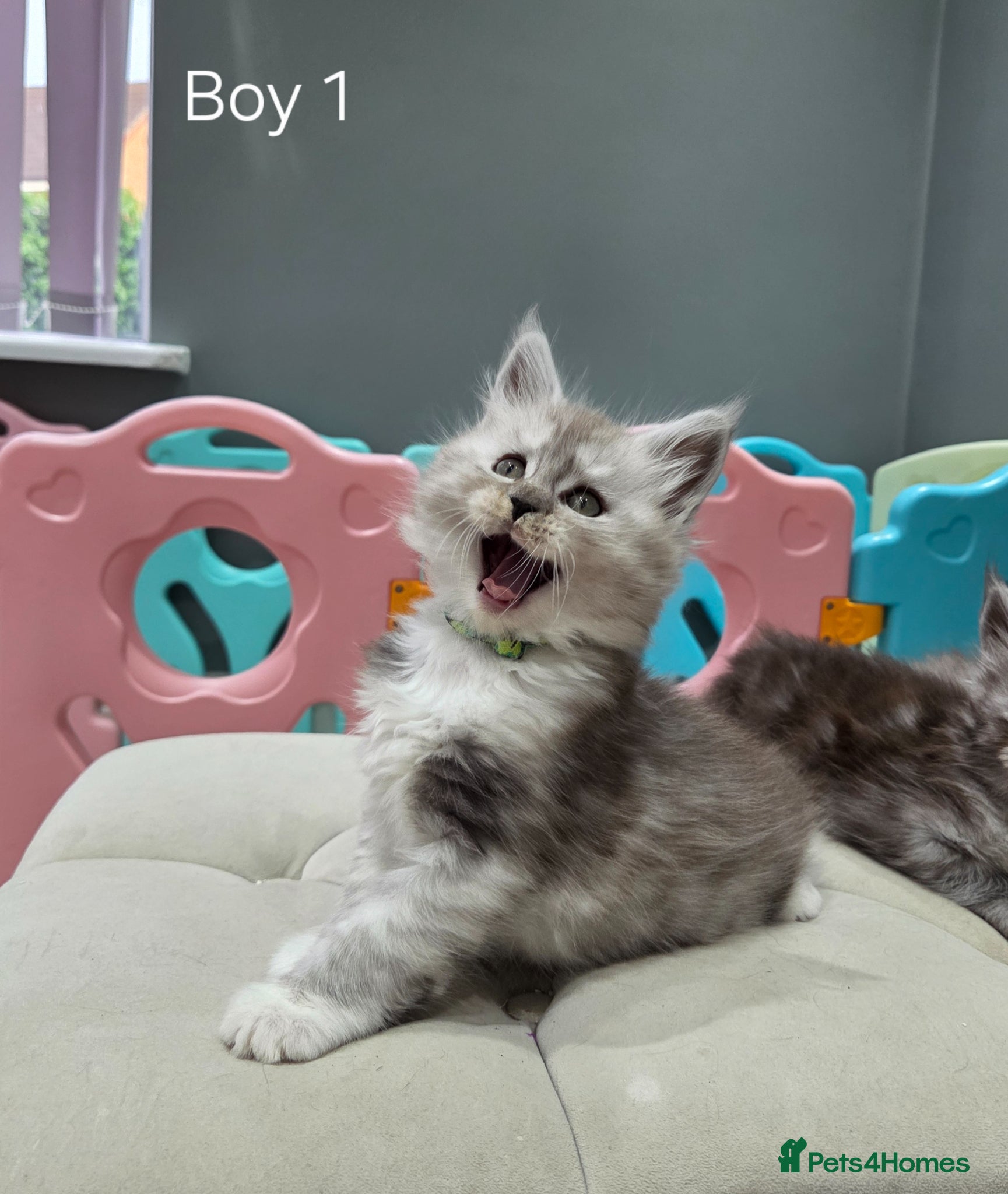 Maine Coon cats Black smoke and Silver kittens - Advert 13