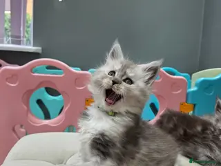 Maine Coon cats Black smoke and Silver kittens - Advert 4