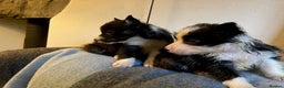 Border Collie dogs for sale: Border Collie Puppies  - Advert 4