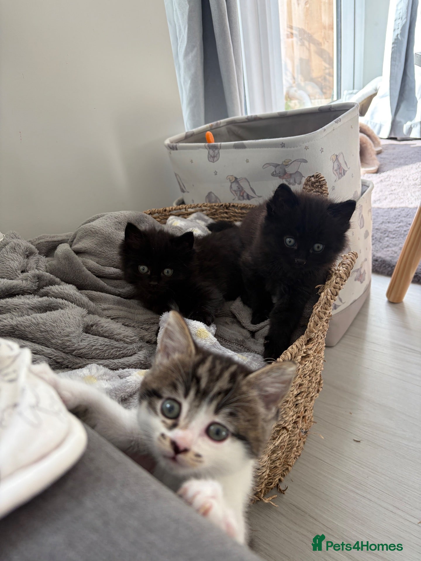 Mixed Breed cats X Maine Coon kittens  - Advert 2