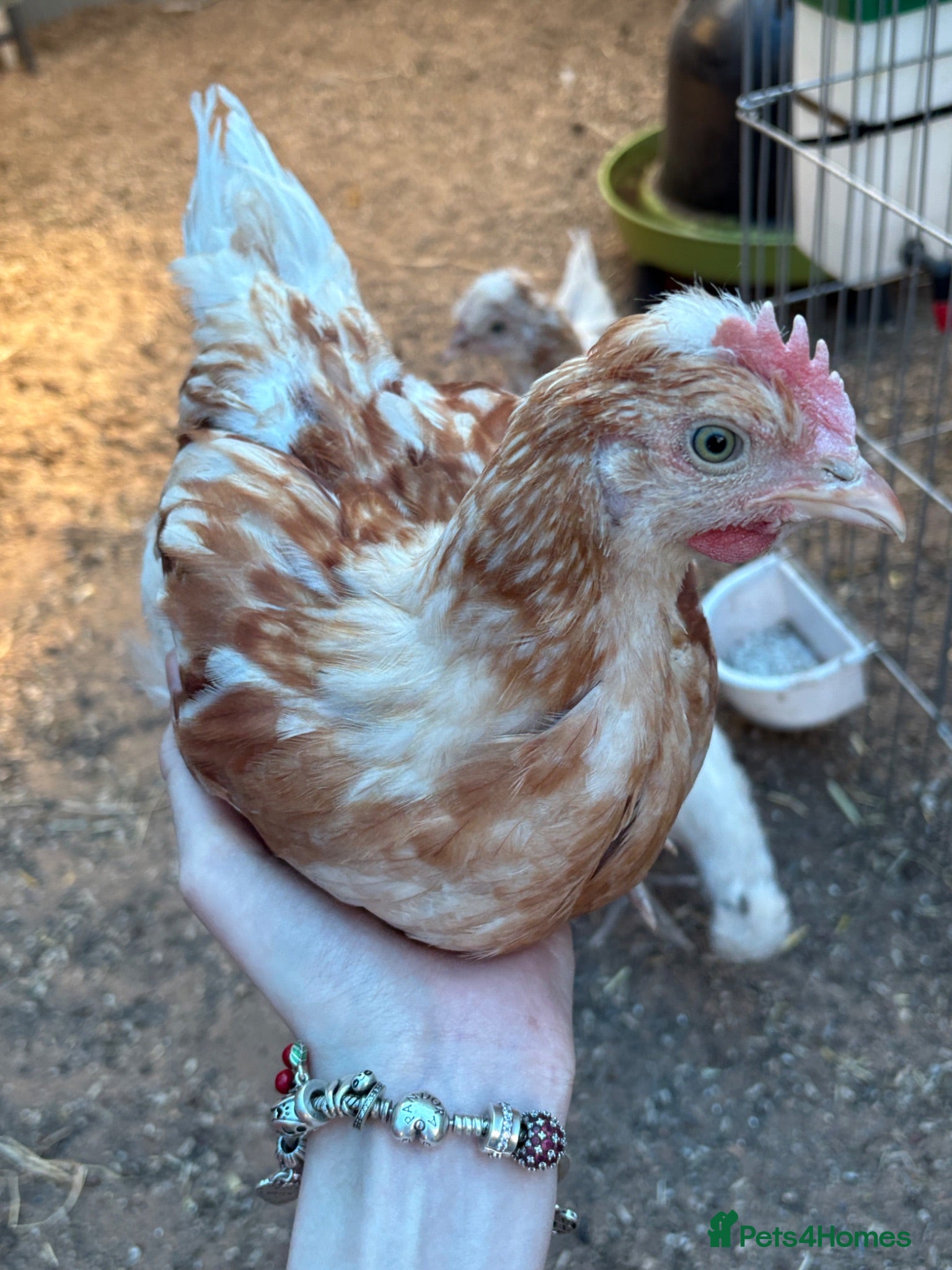 Chickens poultry young friendly cockerel  - Advert 1