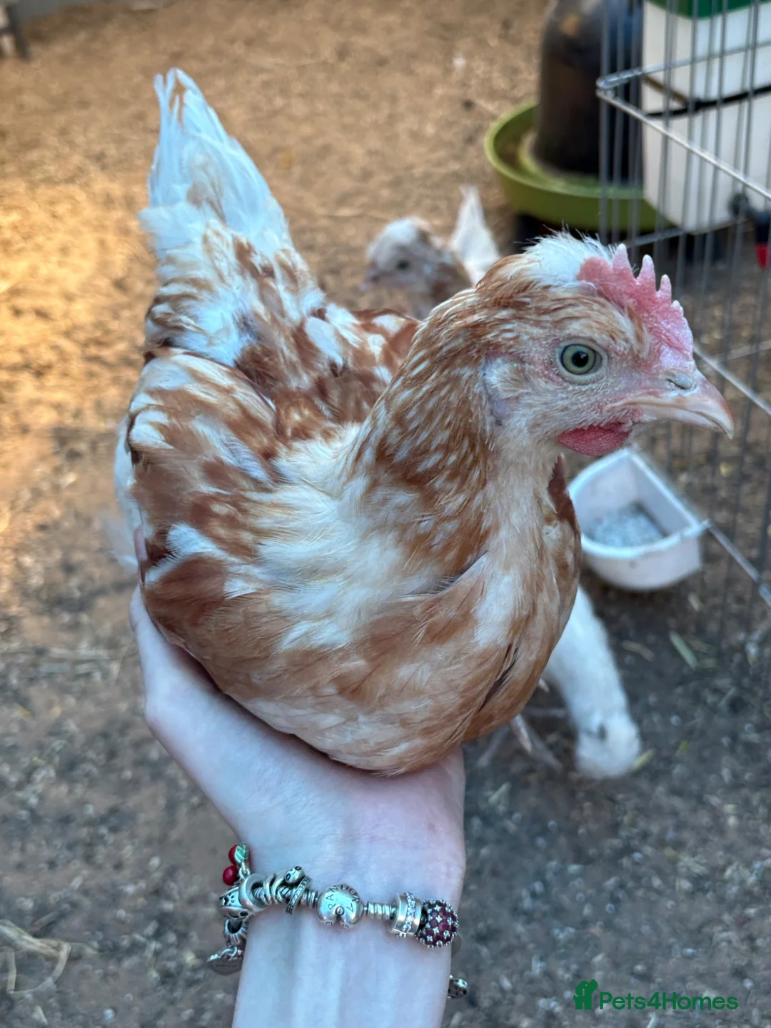 Chickens poultry for sale: young friendly cockerel  - Advert 1