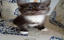 Mixed Breed cats for sale: 3 lovely male kittens looking for forever homes - Image 2