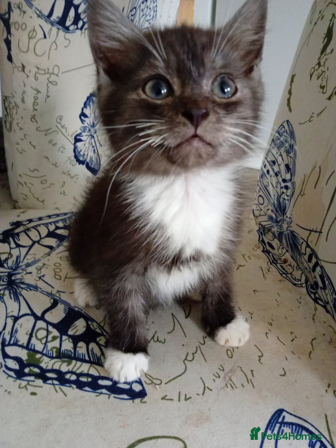 Mixed Breed cats for sale: 3 lovely male kittens looking for forever homes - Image 2