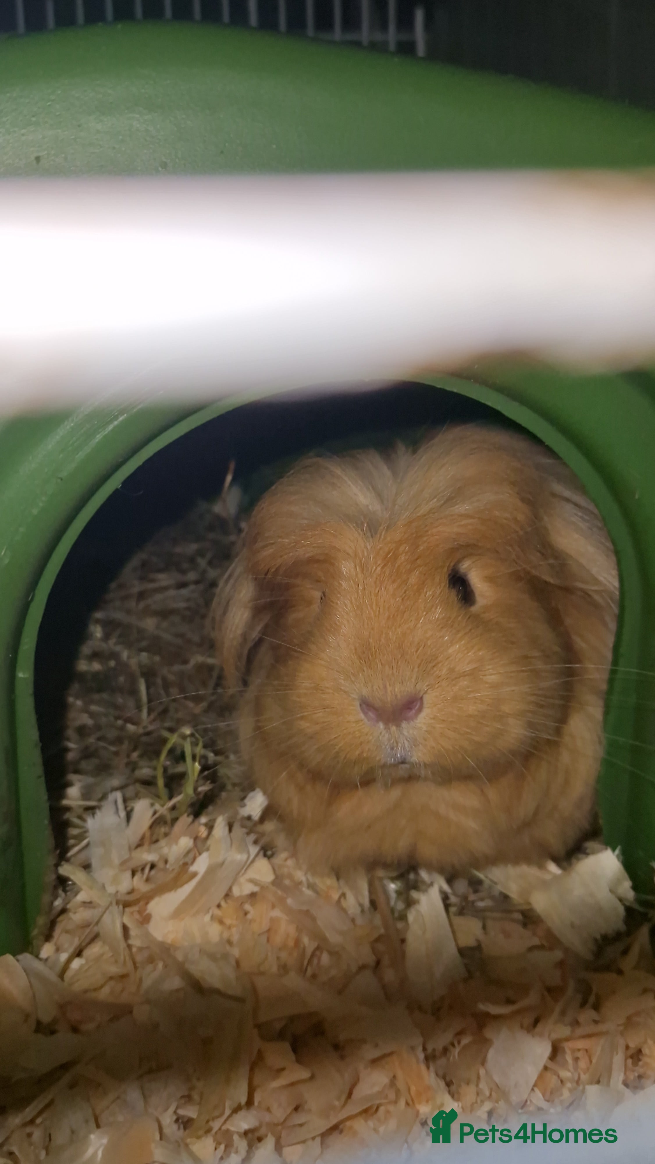 Guinea Pig rodents Beauitful Coronet breed female  - Advert 4