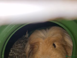 Guinea Pig rodents Beauitful Coronet breed female - Advert 4