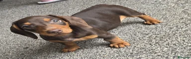 Miniature Dachshund Puppy 5