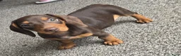 Miniature Dachshund dogs for sale: Stunning miniature dachshund puppies - Advert 27