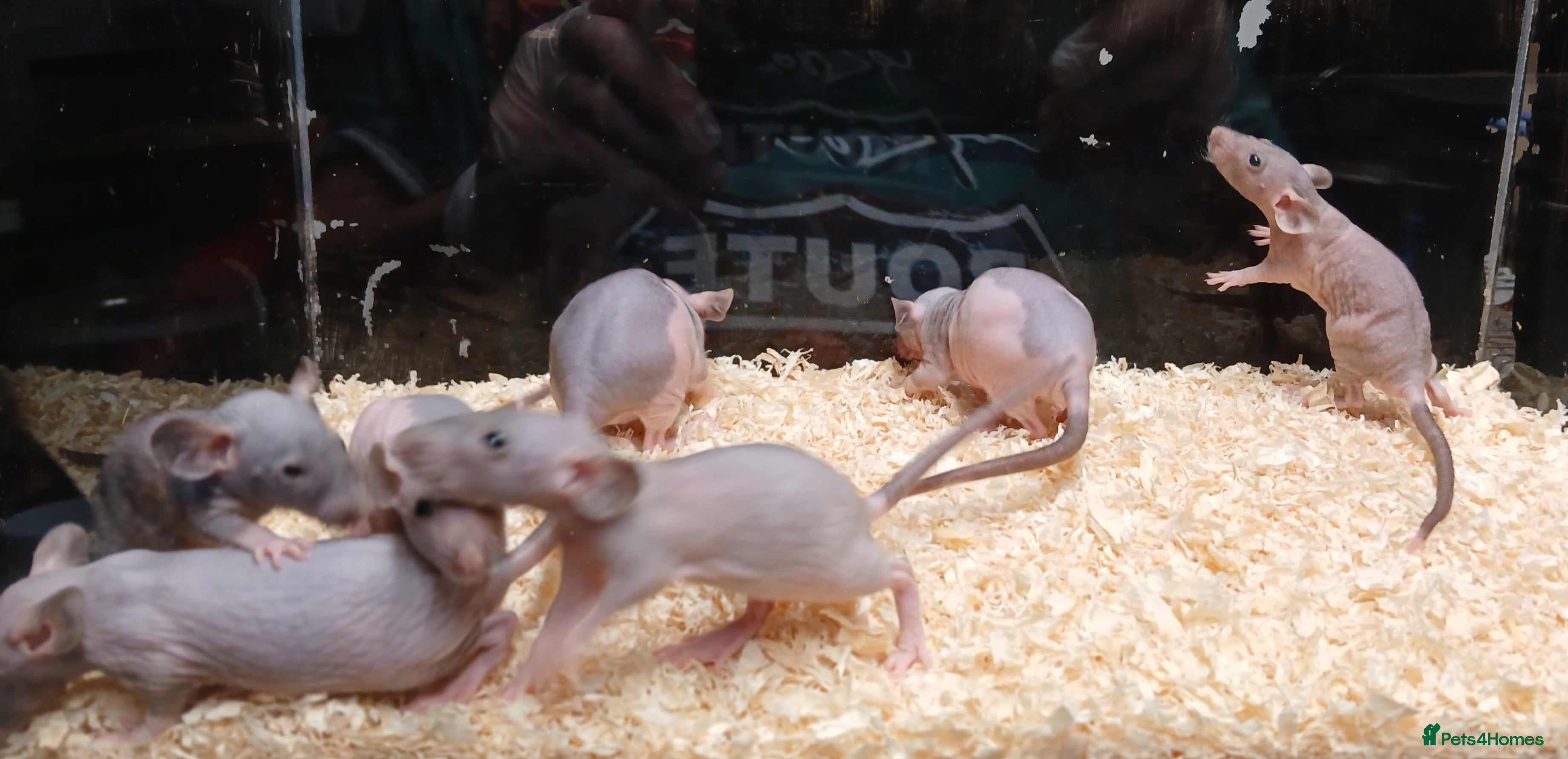 Rat rodents Baby Naked Dumbo Rat's - Advert 10