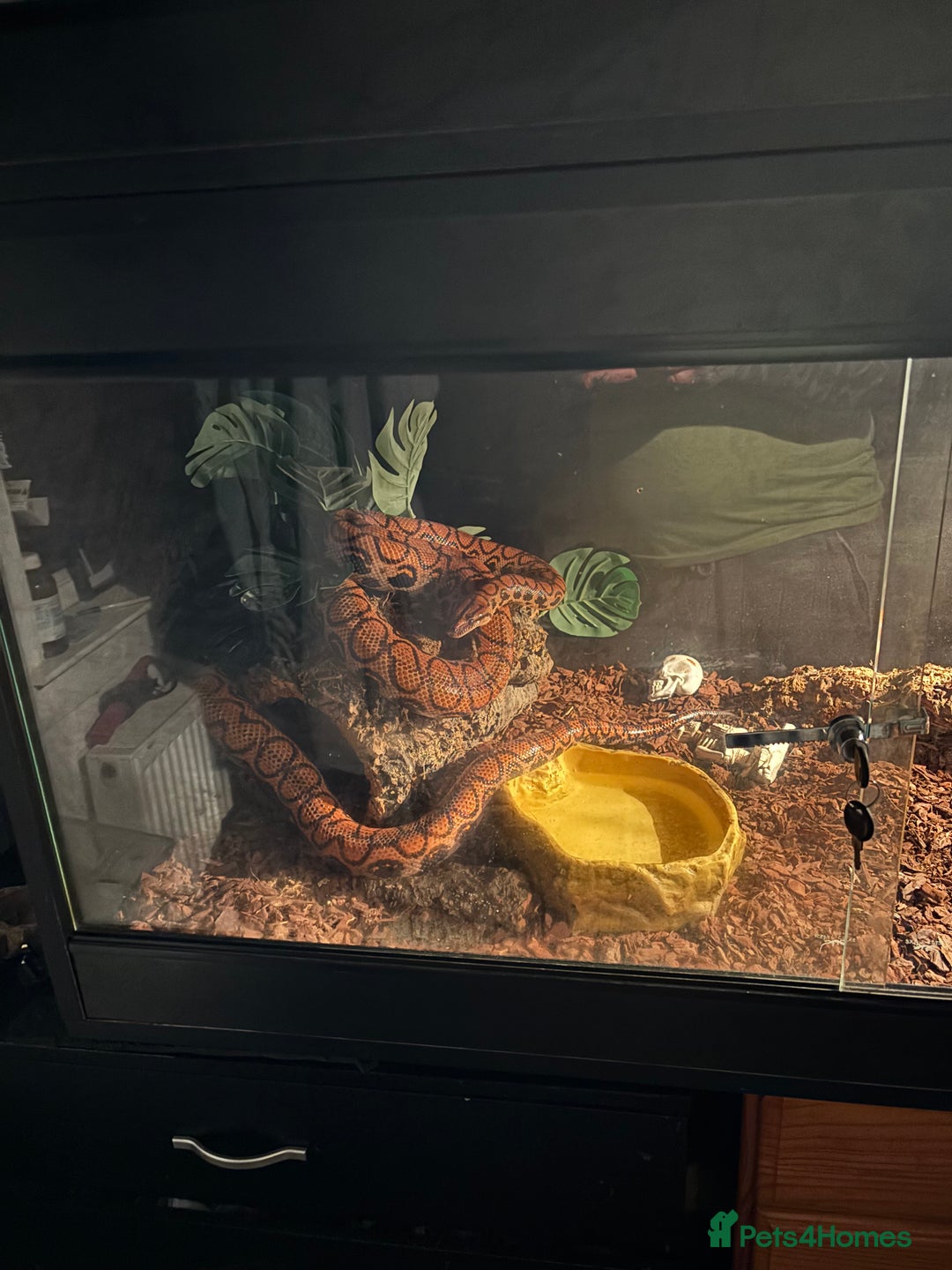 Boa Snake reptiles for sale: Brazillion rainbow boa  - Advert 5