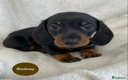 Miniature Dachshund dogs for sale: READY NOW Miniature Dachshund Smooth KC Boys - Image 6