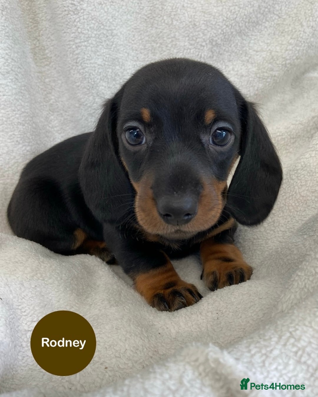Miniature Dachshund dogs for sale: READY NOW Miniature Dachshund Smooth KC Boys - Image 6