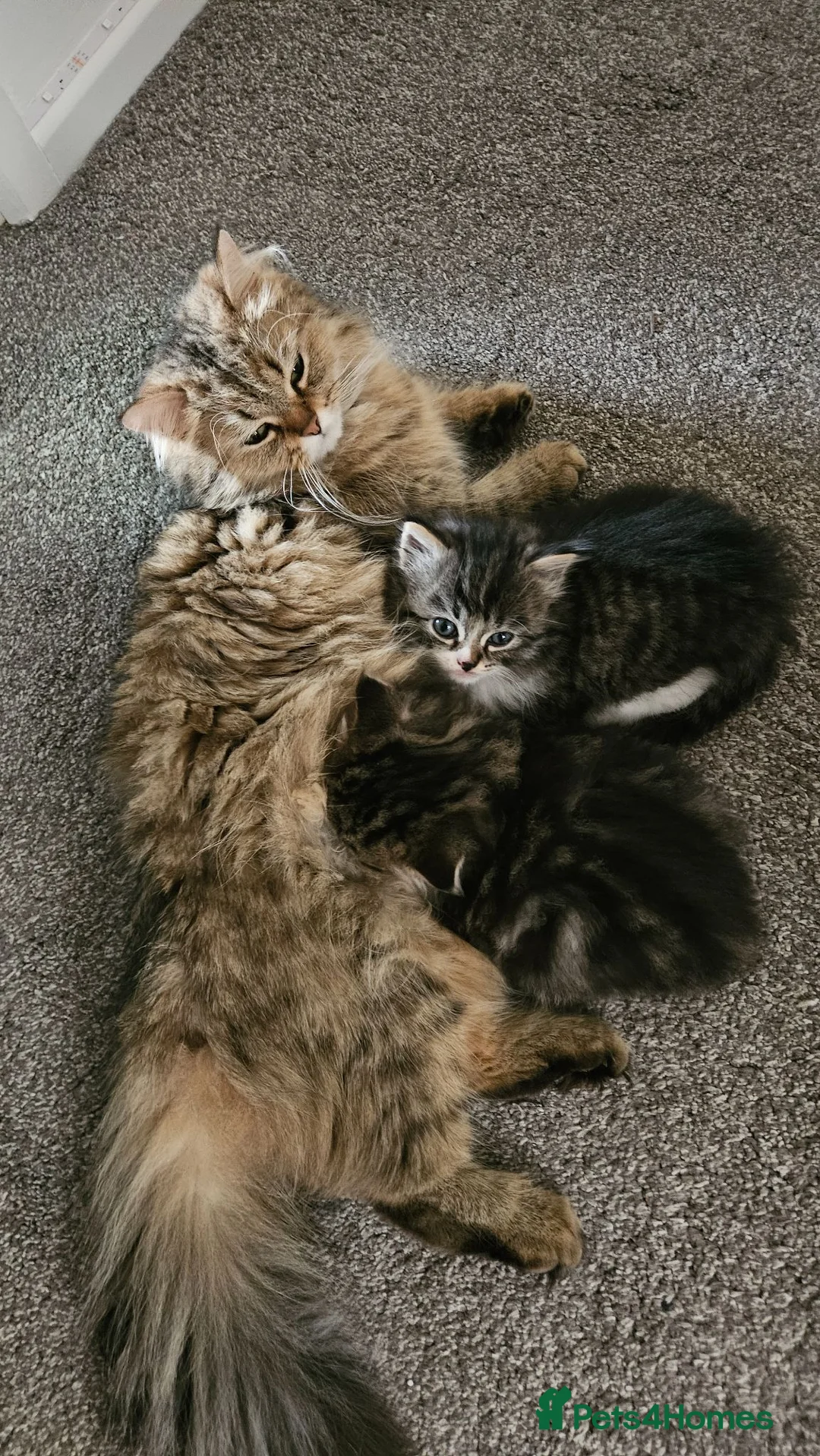 Ragdoll cats for sale: Ragdoll mixed with a chinchilla-Persian in Bournemouth - Advert 1