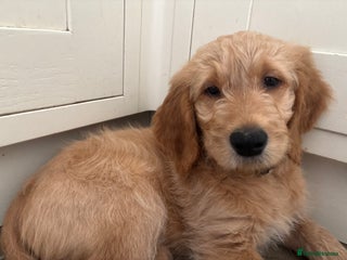 Double Doodle dogs - Advert 6