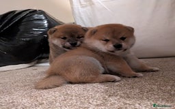 Japanese Shiba Inu dogs for sale: Japanese shiba inu - Image 11