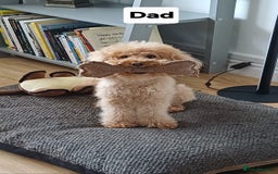 Toy Poodle dogs for sale: Charming Toy Poodle Puppies - Image 29