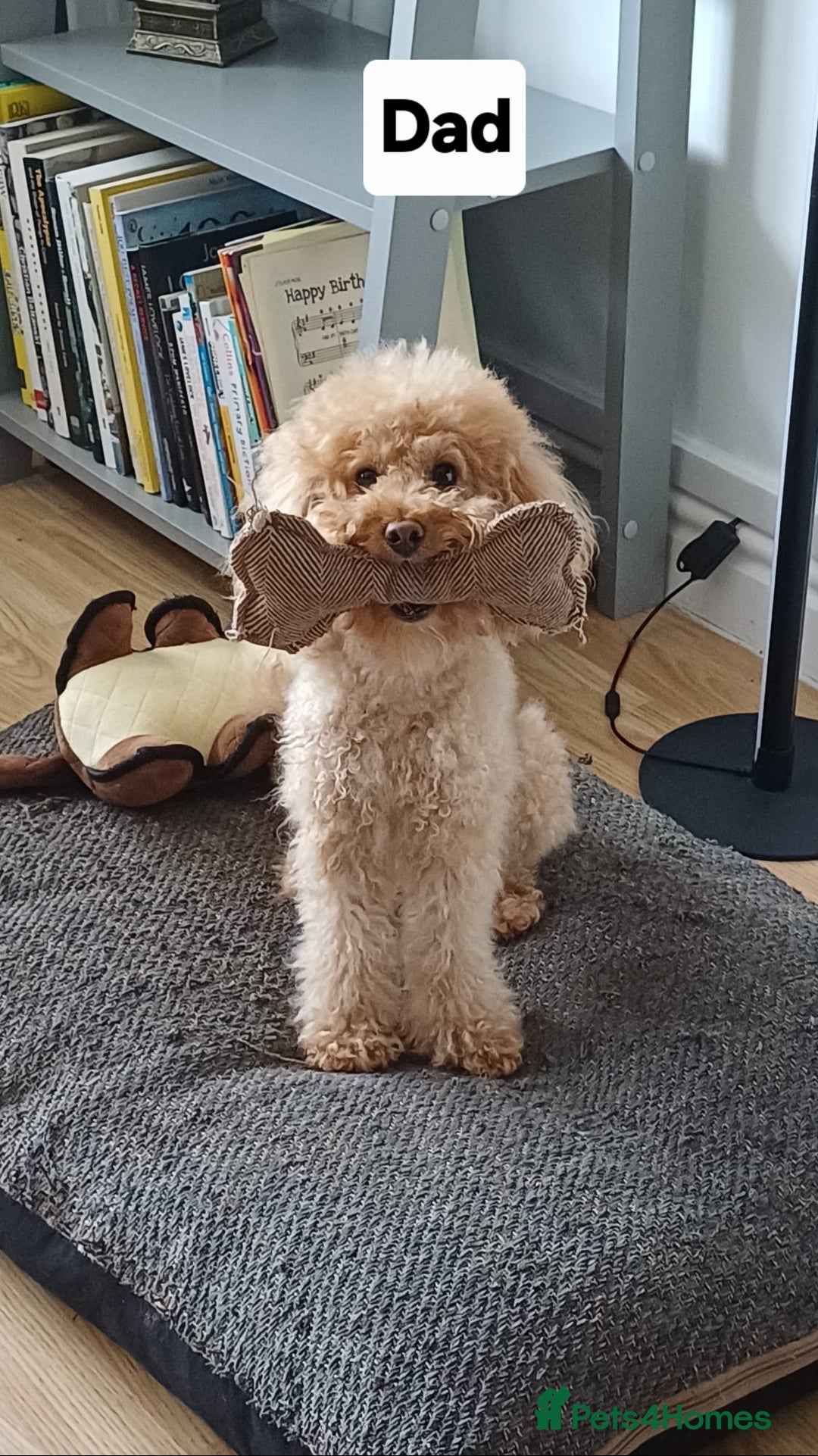 Toy Poodle dogs for sale: Charming Toy Poodle Puppies - Image 29