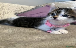 Maine Coon cats for sale: Girl kitten  - Image 3
