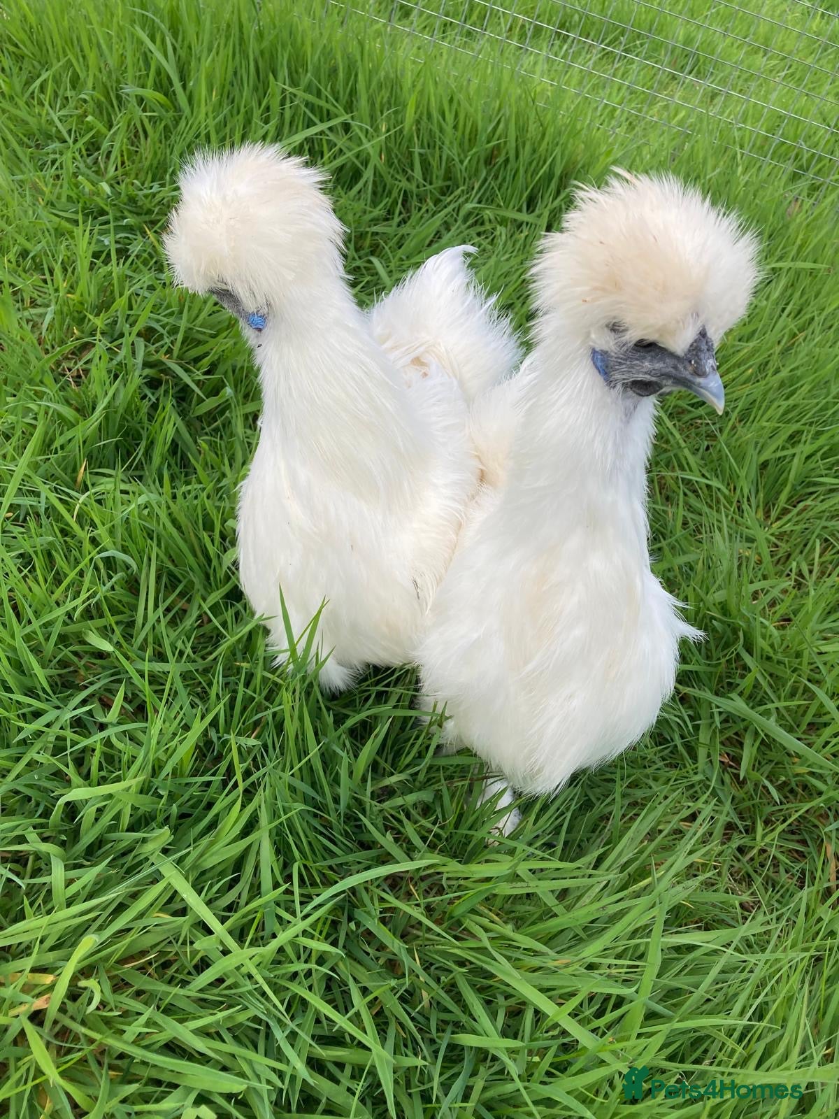 Chickens poultry Chickens various breeds - Advert 2