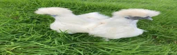 Chickens poultry for sale: Chickens various breeds - Advert 1