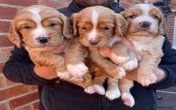 Cocker Spaniel dogs for sale: Health Tested Working Cocker Spaniels - Image 5