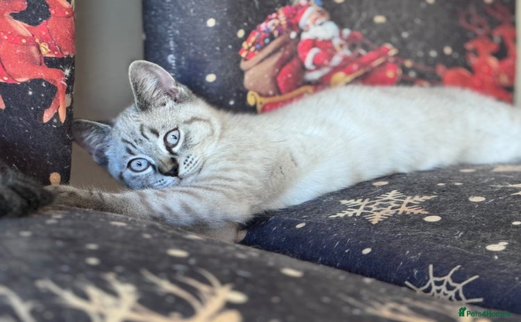 British Shorthair cats in Newton Abbot - Advert 8