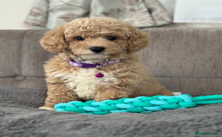 Cavapoochon dogs - Advert 14