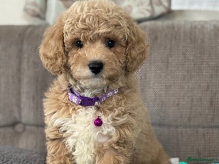 Cavapoochon dogs Amazing teddy Cavapoochons - Advert 15