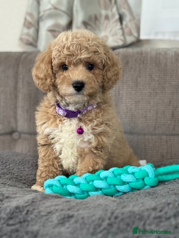 Cavapoochon dogs - Advert 3