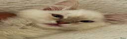 Ragdoll cats for sale: TICA Registered Ragdoll Kittens - Advert 7