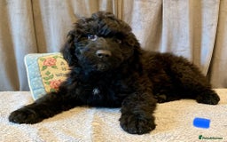 Portuguese Water Dog dogs for sale: Portuguese Water Dog Puppies For Sale - Image 23