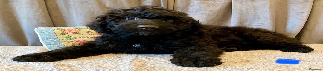 Portuguese Water Dog Puppy 1