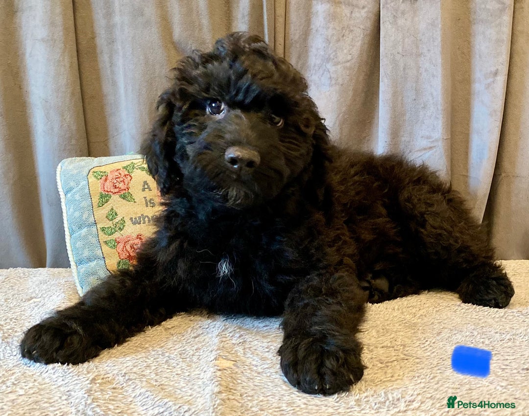 Portuguese Water Dog dogs for sale: Portuguese Water Dog Puppies For Sale - Image 23