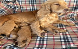 Cockapoo dogs for sale: Stunning F1 cockerpoo puppies - Image 5