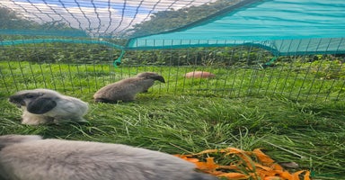 Mini Lop rabbits - Advert 3