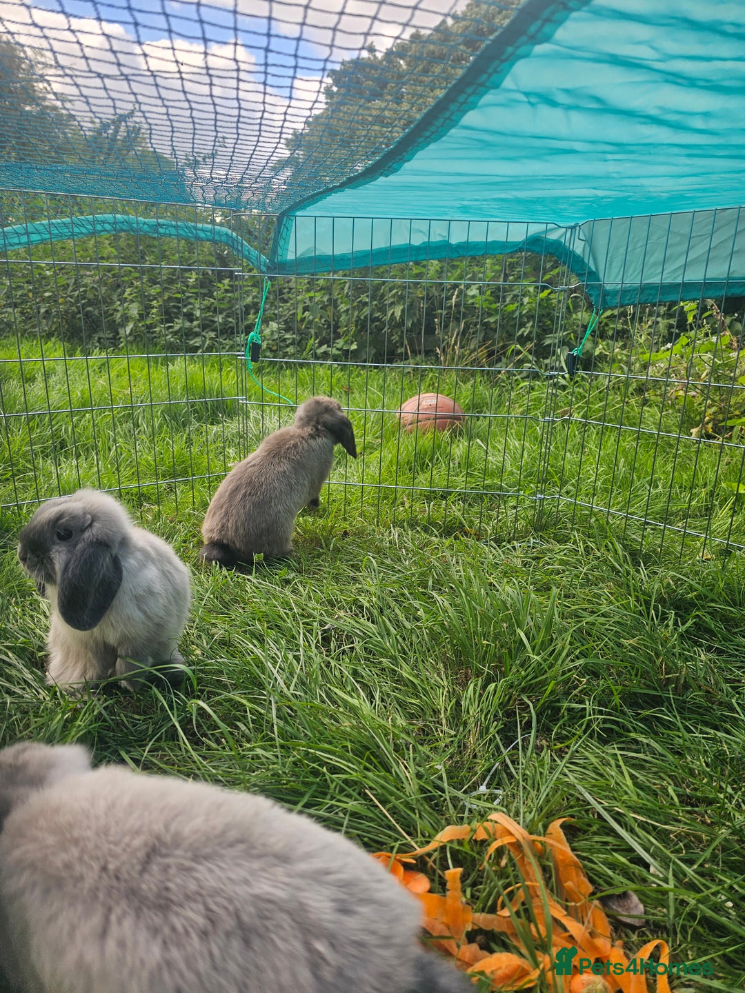 Mini Lop rabbits for sale: 3 male gray bunnies  and hutch & more - Image 3