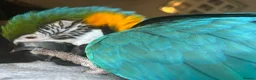 Macaws birds for sale: Macaw blue & gold  - Advert 7