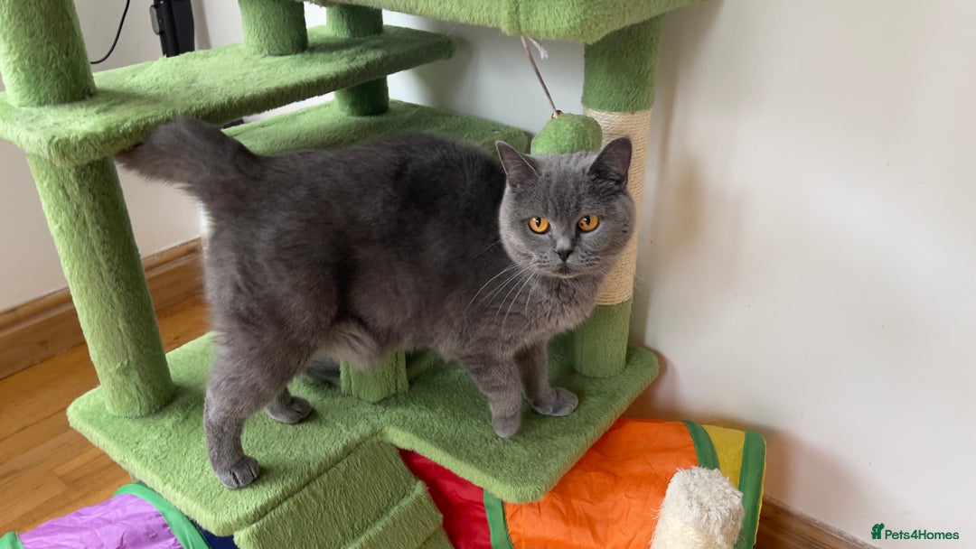 British Shorthair cats for sale: 3 GCCF British Shorthair Kittens– Champion Lines - Image 24