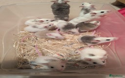 Mouse rodents for sale: Super tame handled African soft fur mice  - Image 2