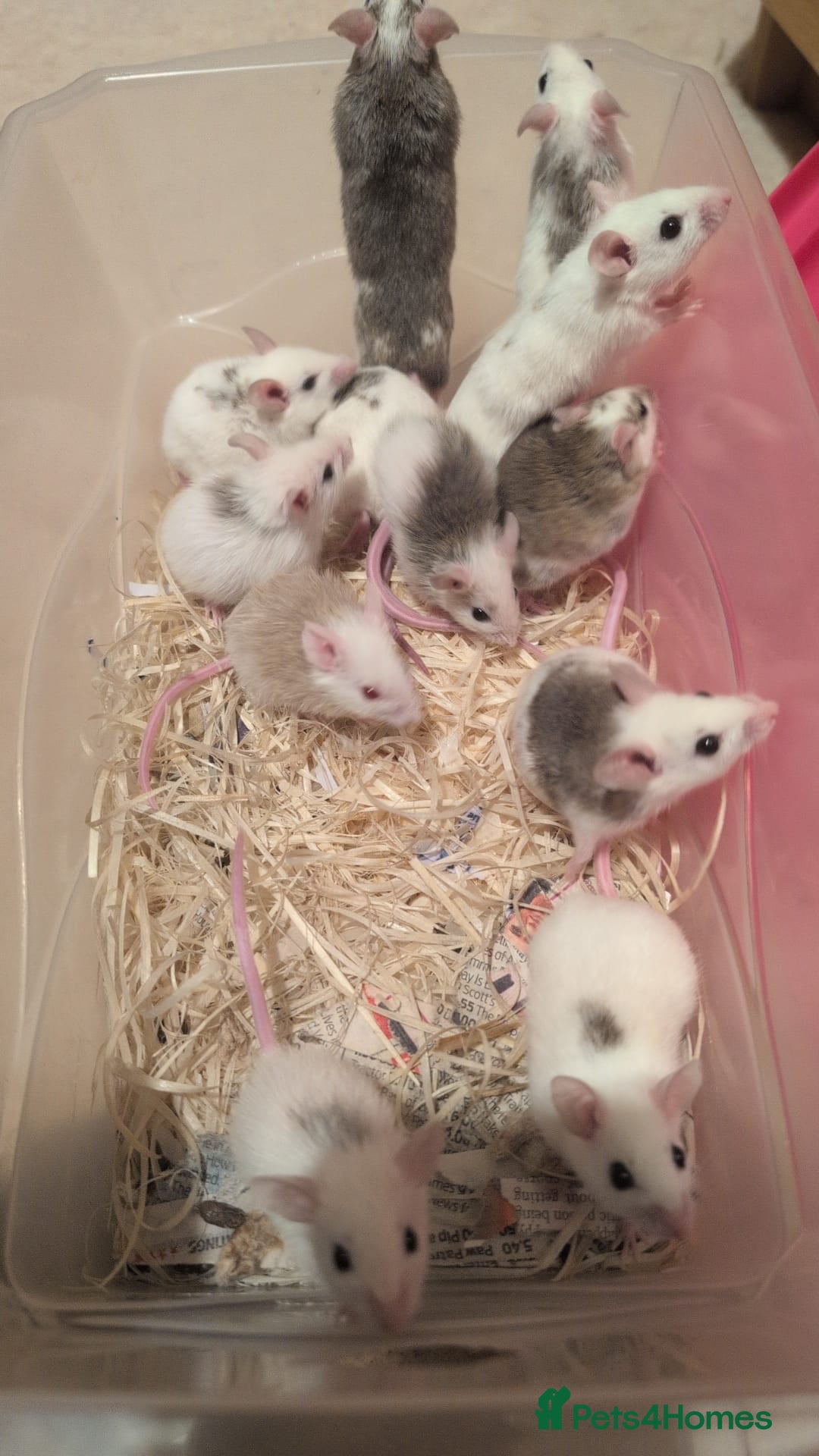 Mouse rodents for sale: Super tame handled African soft fur mice  - Image 2