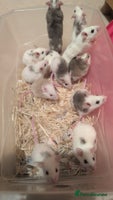 Mouse rodents Super tame handled African soft fur mice - Advert 4