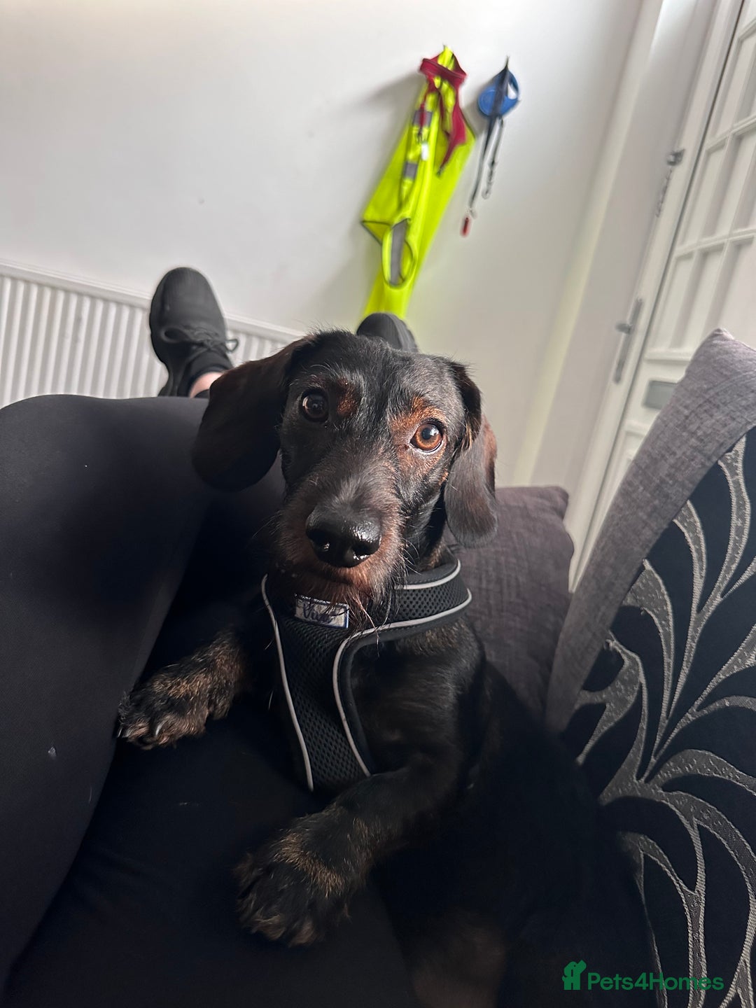 Dachshund dogs for stud: STUD Dachshund wired haired boy  in Rotherham - Advert 7