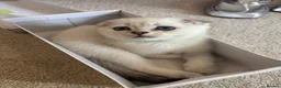 Scottish Fold cats for sale: BEAUTIFUL WHITE SCOTTISH FOLDS - Advert 14