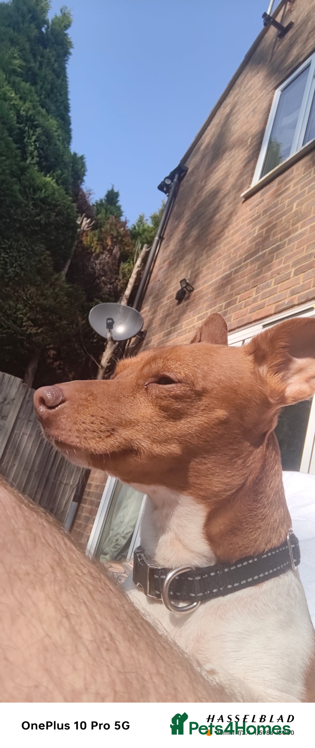 Jack Russell dogs for sale: 2 x Beautiful Jack Russells  - Image 5
