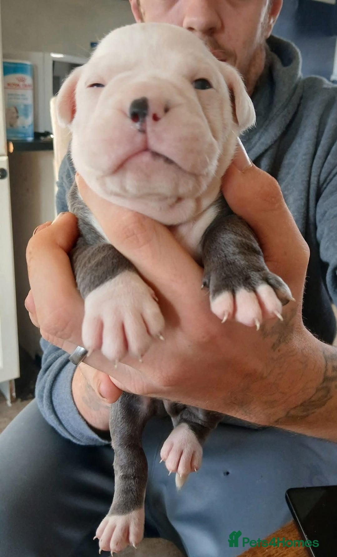 Olde English Bulldogge dogs for sale: English bulldogs  - Image 1