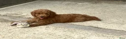 Cockapoo dogs for sale: Beautiful Cockapoos - Advert 4