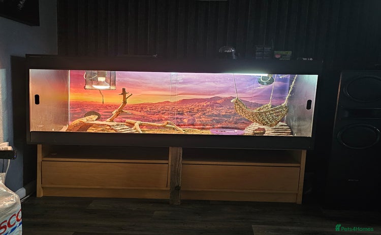 Bearded Dragon reptiles - Advert 16